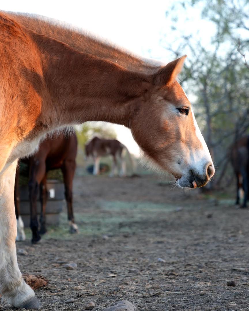 Thunder - rescued horse